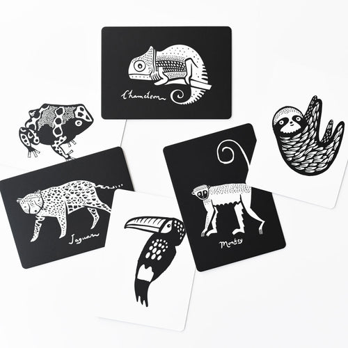 Wee Gallery Art Cards - Rainforest Collection